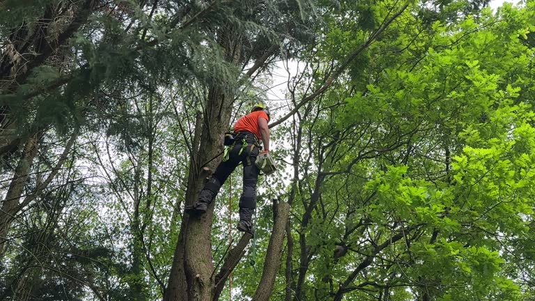 Best Tree Preservation Services  in Rosemont, IL